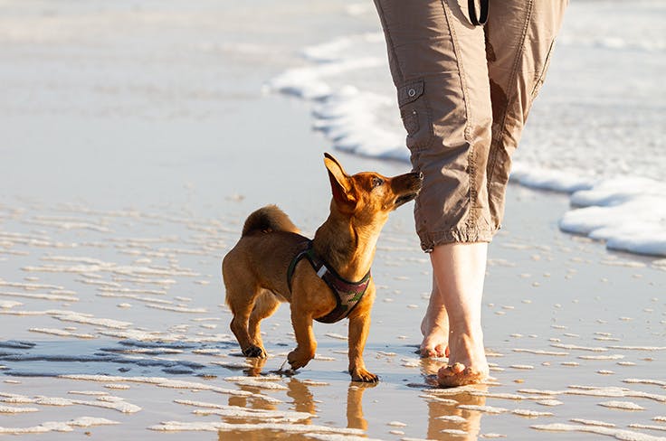 Wandelen met de hond op het strand